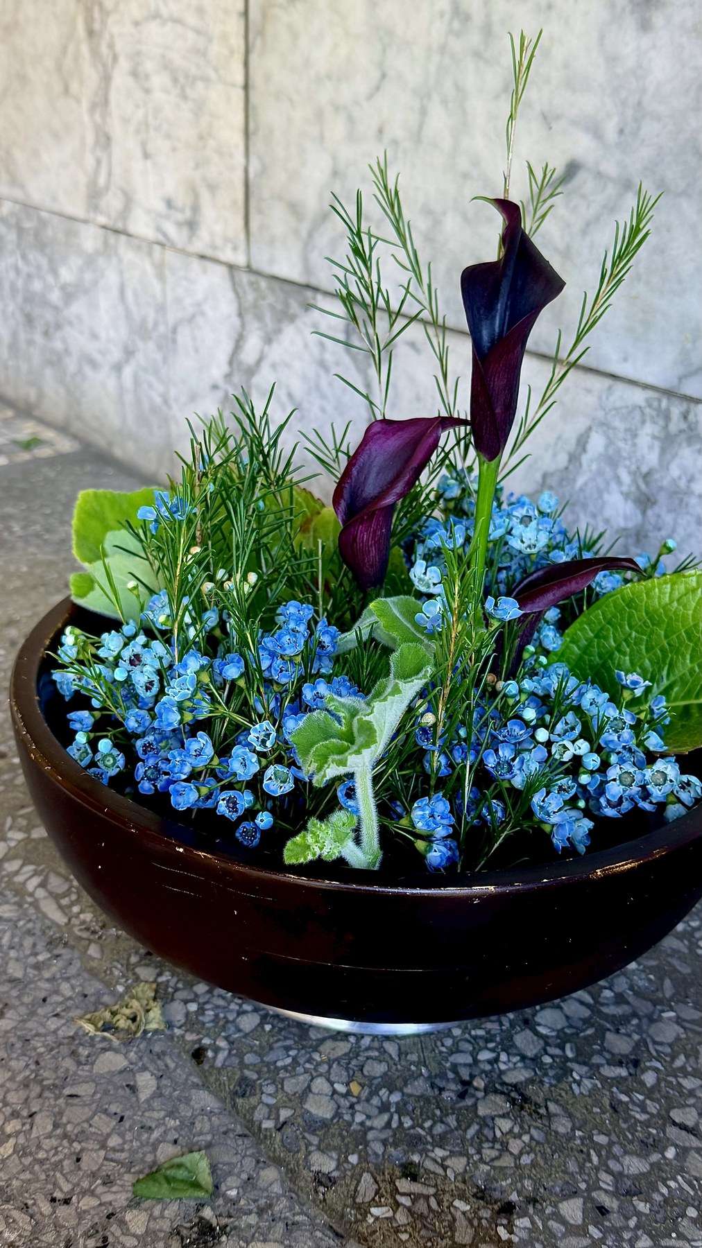 Blue baby breath arrangement with dark calla lilies in brown bowl