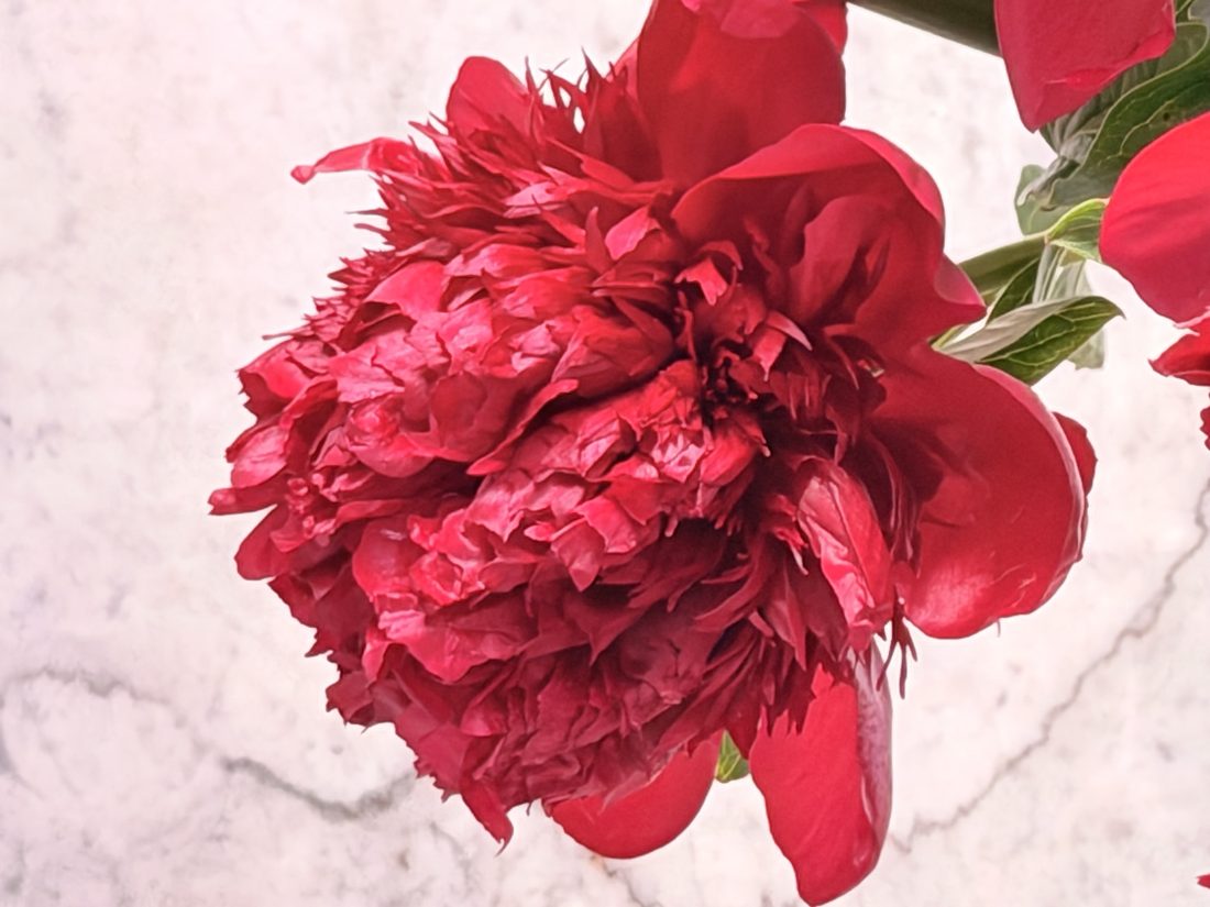 A single crimson peony, fully open