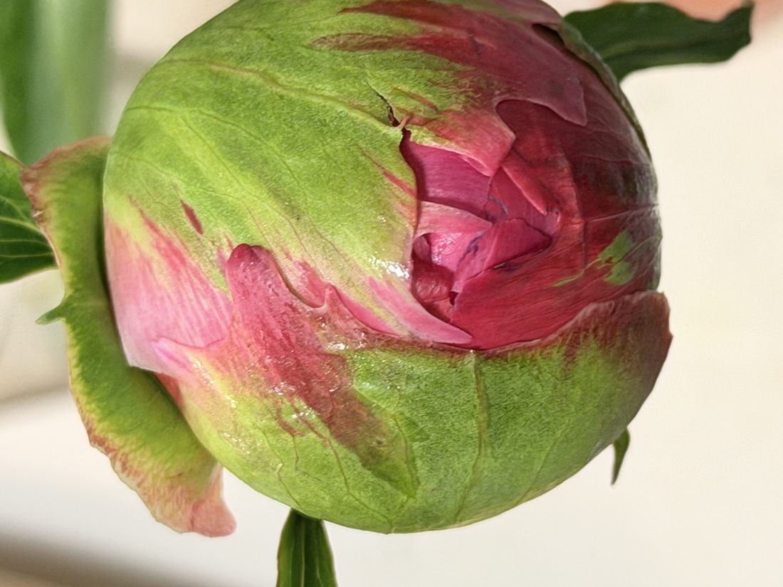 A peony bud beginning to crack open